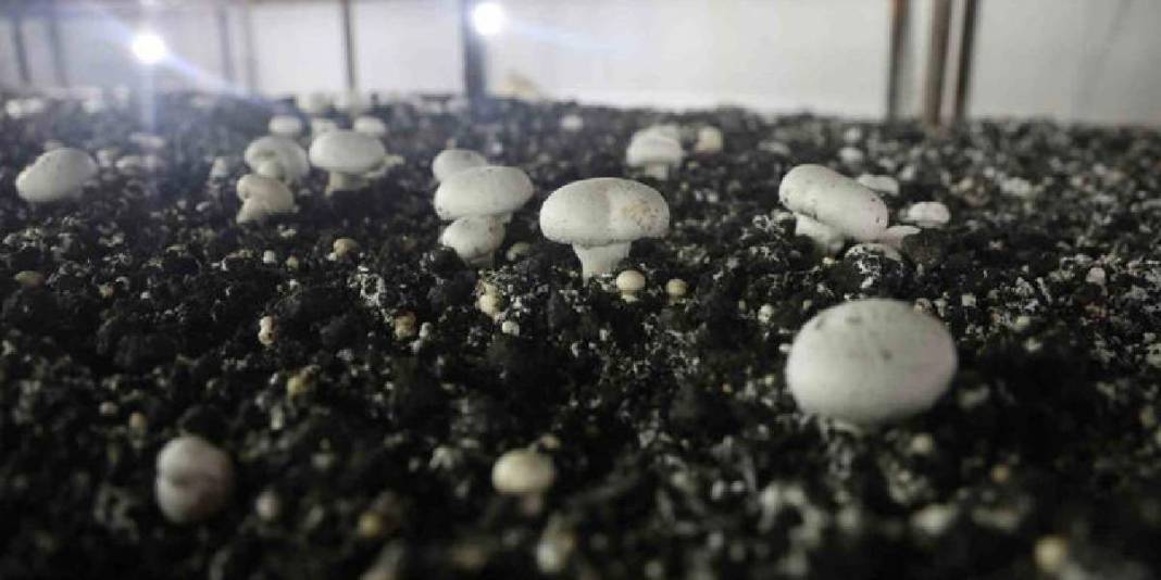 Ahırda başladığı üretim 3 çadırda sürüyor: 70 günde bir 3 defa hasat ediyor 6